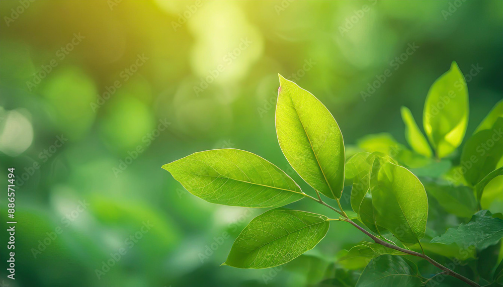 Poster close up of nature view green leaf on blurred greenery background under sunlight with bokeh and copy