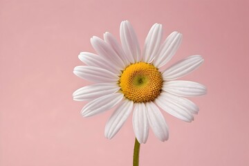 Single white daisy blossom with delicate petals on a pastel pink background, a lovely floral closeup