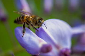 Nature's Pollinator: Macro View of Bee in Wisteria sinensis Flowers