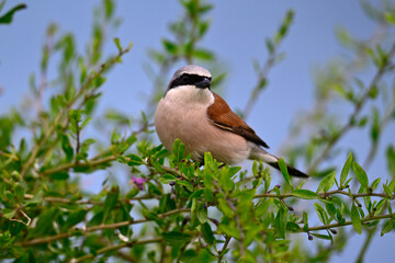 Red-backed shrike - male // Neuntöter - Männchen (Lanius collurio) 