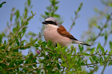Neuntöter - Männchen // Red-backed shrike - male (Lanius collurio) 