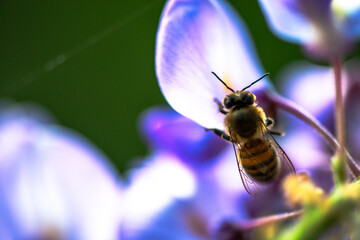 Nature's Pollinator: Macro View of Bee in Wisteria sinensis Flowers