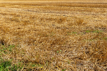 Fototapeta premium harvested cereal field in the sun