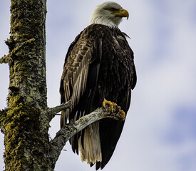 Perched Eagle