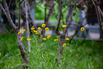The golden chicken chrysanthemums blooming in the park