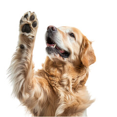 Dog giving high five isolated on a transparent background