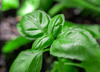 Basil herb green color, closeup macro selective focus in garden.