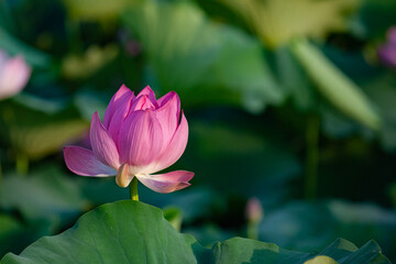 In summer, red lotus flowers are particularly bright against the backdrop of green lotus leaves