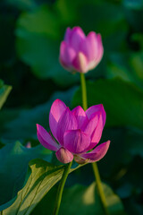 In summer, red lotus flowers are particularly bright against the backdrop of green lotus leaves