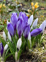 spring crocus flowers