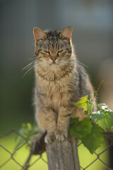 vertical portrait of a gray cat against a garden background