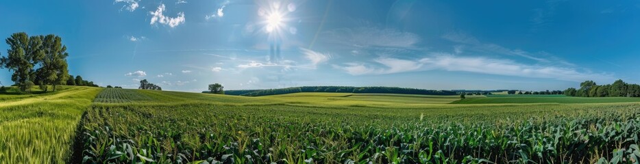 Sunlit Cornfield Panorama Under a Bright Blue Sky