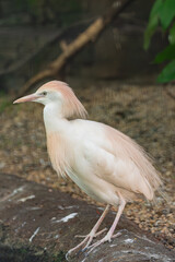 western cattle egret, (Bubulcus ibis), standing near the water's edge