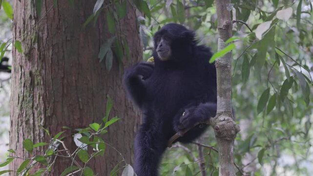 a sumartran siamang sits on a branch and eats part of a fruit in the rainforest of gunung leuser national park on sumatra, indonesia