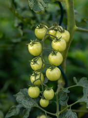 Tomatoes are green at first and then turn red when ripe. The warmer the green tomatoes are in, the faster they ripen.