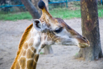 The image highlights the giraffe's unique features, including its distinctive patterned coat, long eyelashes, and expressive eyes. 