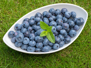 The blue berries of the blueberry are the size of a pea. They can be eaten alone, used as a filling for cakes, fruit cups and can also be preserved. They are an excellent remedy against diarrhea.