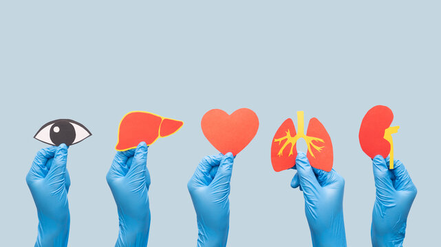 Organ donation and transplantation concept. Doctor hands holding liver, heart, eye, kidney and lung symbol made from paper on light blue background. Health care and medical. Copy space.