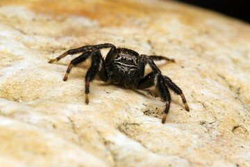 Closeup of a jumping spider