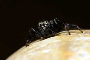 Closeup of a jumping spider
