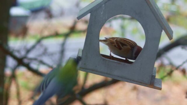 Selfish sparrow in fall eats seeds in feeder in form of house and does not give food to tits. Bird Day.