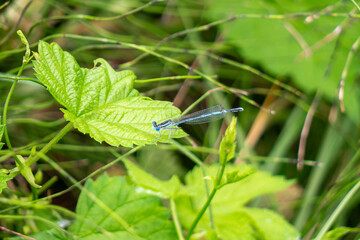 The blue-tailed mulberry (Ischnura elegans) is a butterfly belonging to the Coenagrionidae family.