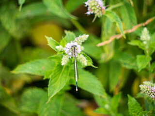 The blue-tailed mulberry (Ischnura elegans) is a butterfly belonging to the Coenagrionidae family.