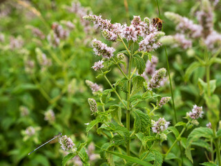 Natural, unflavored Nana mint has a sweet menthol, slightly pungent and very refreshing taste. © Marek