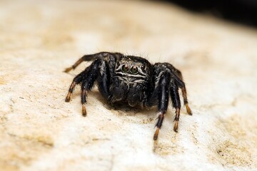 Closeup of a jumping spider