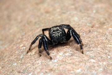 Closeup of a jumping spider