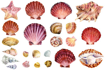 Watercolor seashells collection isolated on white background. Ocean marine sea element graphic design. illustration