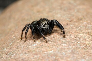 Closeup of a jumping spider