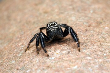 Closeup of a jumping spider