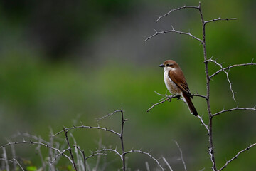 Neuntöter - Weibchen // Red-backed shrike - female (Lanius collurio) 