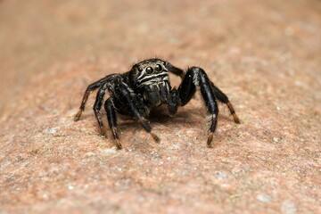 Closeup of a jumping spider