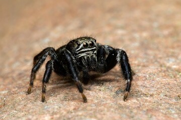 Closeup of a jumping spider