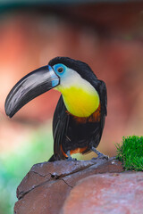 channel billed toucan, (Ramphastos vitellinus vitellinus),  standing on a rock