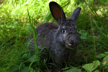 A grey rabbit on the grass 