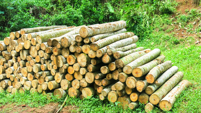 stack of wood logs, pile of log trunks, the logging timber wood industry before turn it into wooden product. firewood.