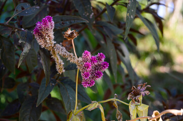 Boroco (Celosia argentea) is a herbaceous plant known for its very bright colors. It usually blooms in mid spring to summer. Propagates by seeds.