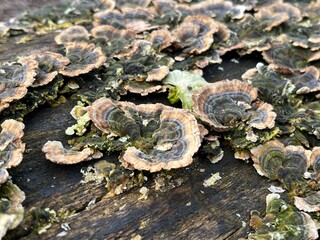 mushrooms on the tree