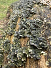 mushrooms on the tree