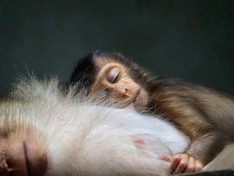 close up of a baby beruk 