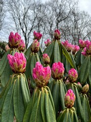 Fototapeta premium pink rhododendron flowers with dew drops