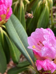 bee on pink flower