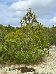 Obraz premium trees in the forest