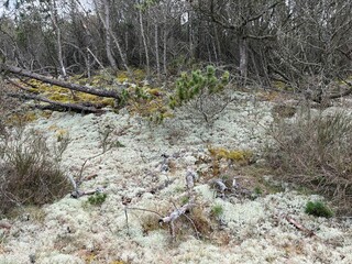 moss on the ground