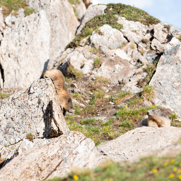 Deux marmottes des Alpes dans les rochers