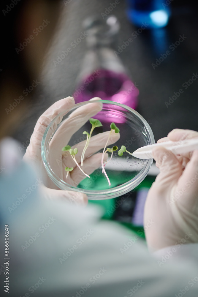Poster High angle of gloved hands of modern scientist with plastic tweezers taking one of several tiny green germs from Petri dish