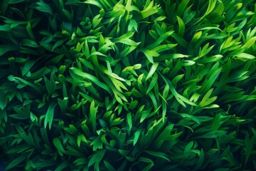 Fototapeta premium Green underwater seaweed pattern background